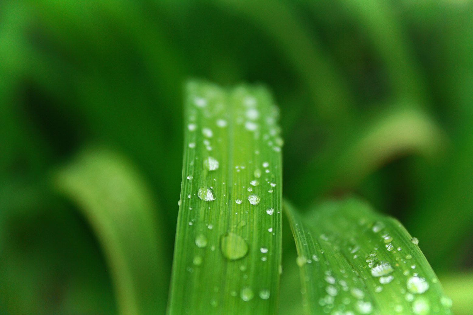 A close up of water droplets on a leaf